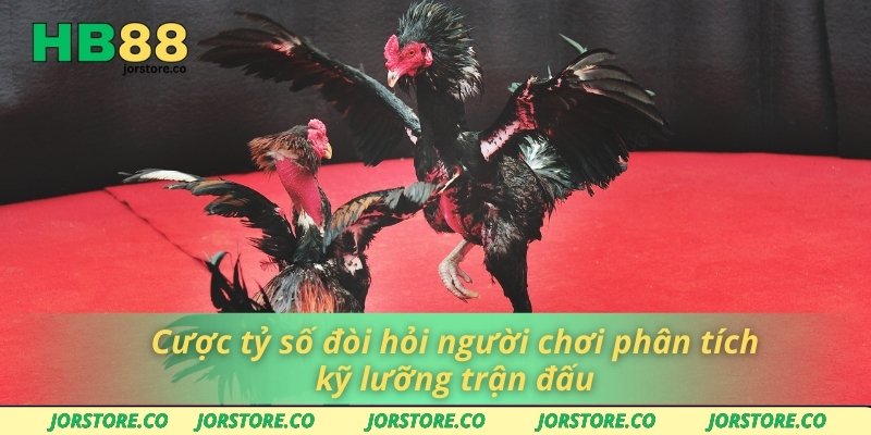 Địa Chỉ Trường Gà Thomo – Lựa Chọn Số 1 Cho Người Chơi Cược tỷ số đòi hỏi người chơi phân tích kỹ lưỡng trận đấu