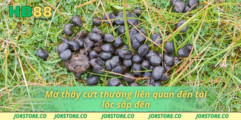 Mơ thấy cứt thường liên quan đến tài lộc sắp đến